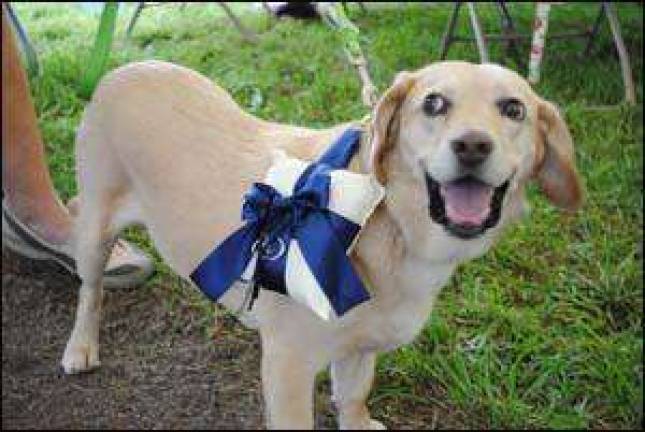 Wedding bells and barks Wedding bells and barks