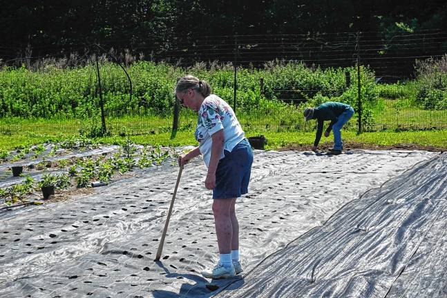 Volunteers lend a hand - and backs A volunteer uses a tall dibble to make a hole for planting.