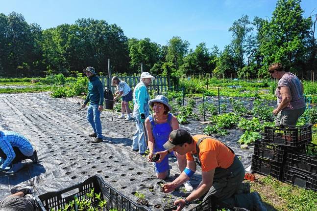 Volunteers lend a hand - and backs Sunset View Farm owners Linda and Andy Grinthal at center front.