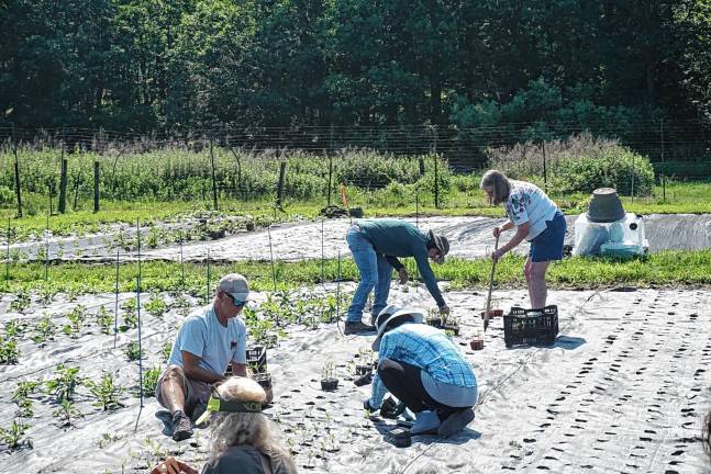 Volunteers lend a hand - and backs Volunteers plant zinnias Saturday, June 21 at Sunset View Farm in Andover Township. (Photos by Ella Connors)