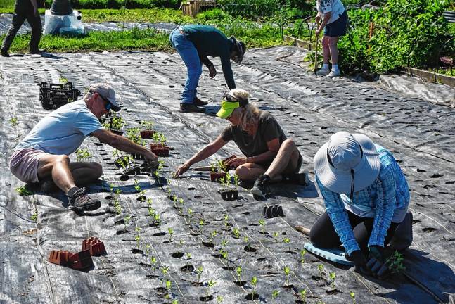 Volunteers lend a hand - and backs Scott Henderson, left, and his wife, Robin, center, of Sparta help with the planting.