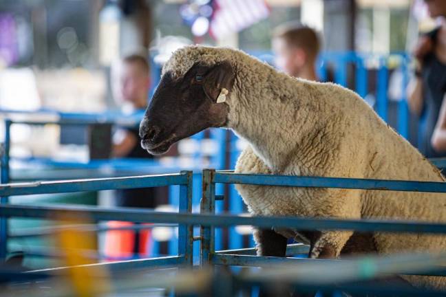 Hold your horses: There are hundreds of animals to see at the fair