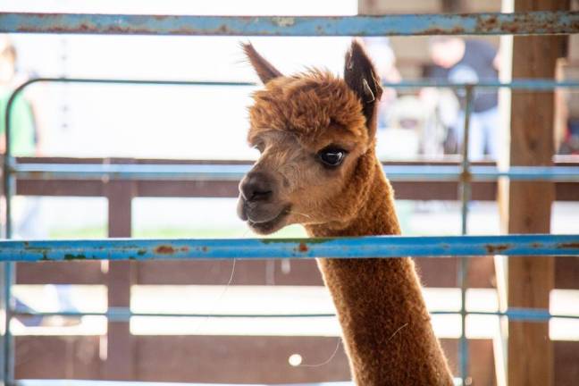 Hold your horses: There are hundreds of animals to see at the fair