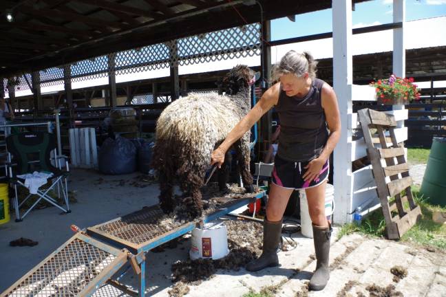 Fair fun Lori Shea of Columbus shears her Black Lincoln Sheep as they prepare for a competition. Her farm is called Shea Brothers Lincoln.