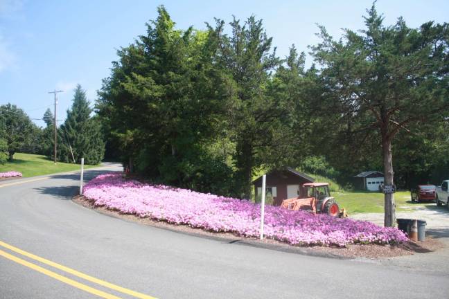 Patch of pink: Petunias grace the roadside on West Mountain Road Photos by Rose Sgarlato