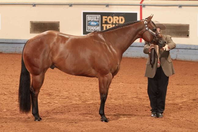 Sparta horse owner wins world title Three-year-old bay gelding Vincenzo Zini. Photo courtesy of The American Quarter Horse Journal.