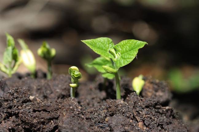 Before you start seeds indoors, make sure they’re not duds