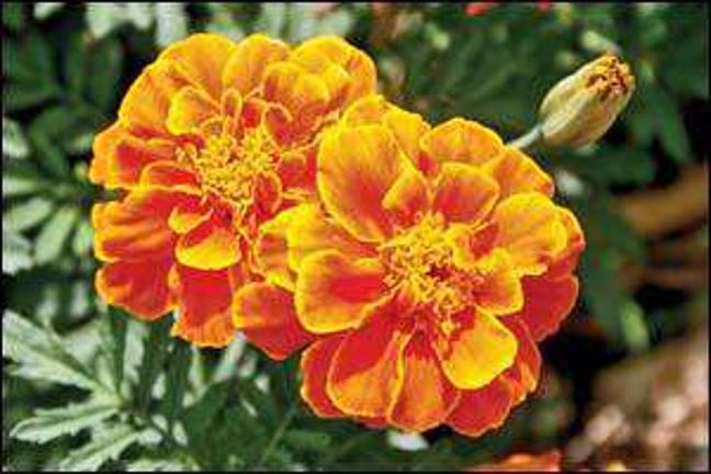 A look at the myths about marigolds A look at the myths about marigolds