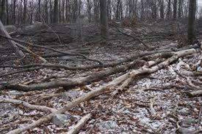 'Stop the Chop': Opposition to Sparta Mountain plan continues Photo taken in early 2016 showing trees felled near Sparta Mountain by the state DEP Photo by Vera Olinski