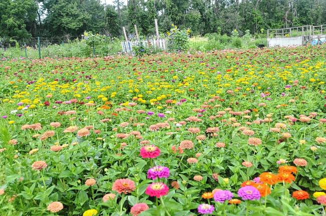 Volunteers lend a hand - and backs What the zinnias look like when grown. (Photo by Linda Grinthal)