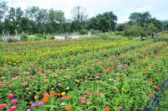 Volunteers lend a hand - and backs What the zinnias look like when grown. (Photo by Linda Grinthal)