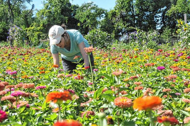 Volunteers lend a hand - and backs What the zinnias look like when grown. (Photo by Linda Grinthal)