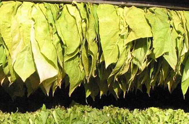 May 31 is World Tobacco Day May 31 is World Tobacco Day
