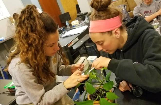 Veritas to hold open house on Feb. 3 Veritas girls work intently on an academic project.