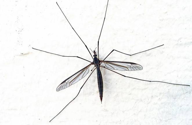 Mosquitos detected with West Nile Virus in Stanhope