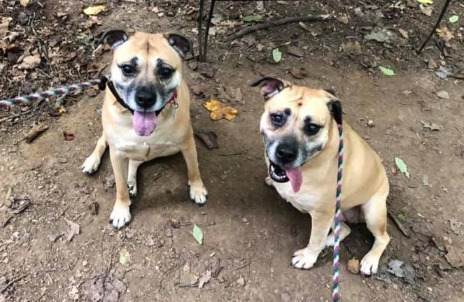 Dog of the Week: Allie and Athena