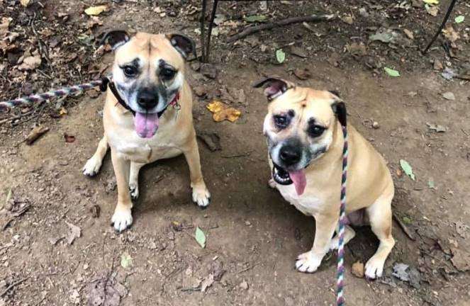 Dog of the Week: Allie and Athena Dog of the Week: Allie and Athena