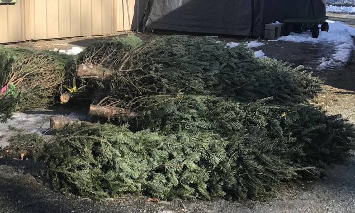 Christmas Tree pickup