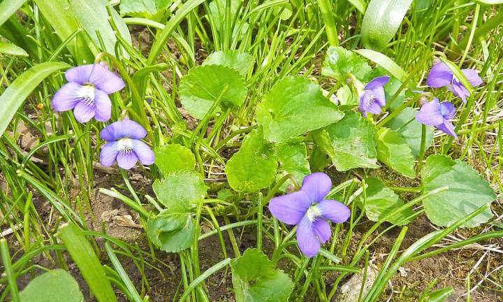 State Flower: Violets