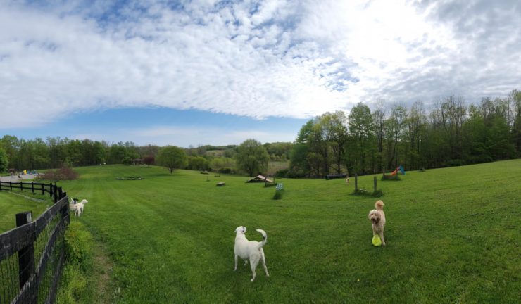 Local dog parks Pups explore Wantage Dog Park. Photo: Jeremy Hubbard