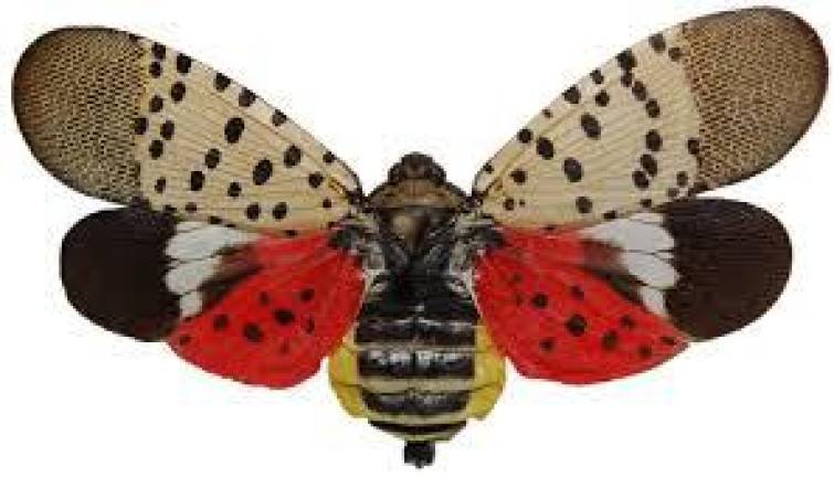 Adult Lanternfly