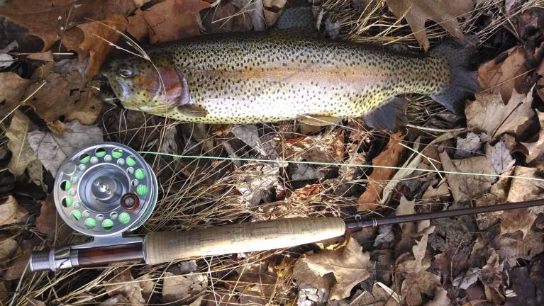 For love of fly fishing Stocked rainbow trout caught at the Big Flatbrook river