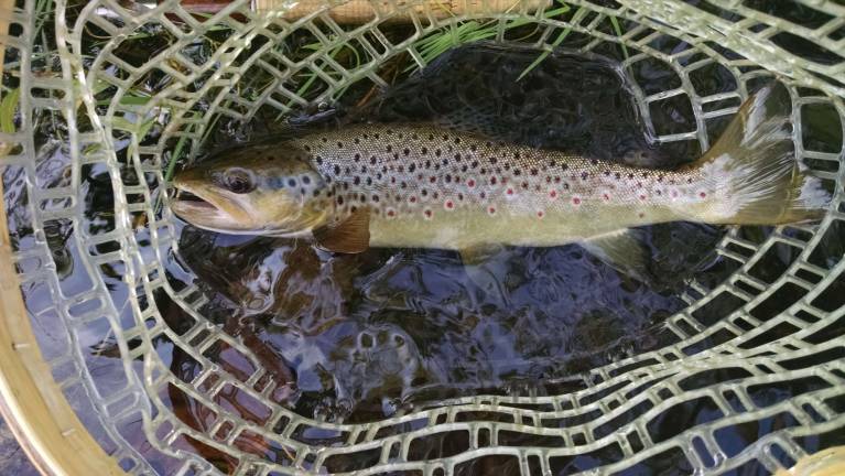 For love of fly fishing A wild brown trout caught at a designated wild trout stream in northwest NJ