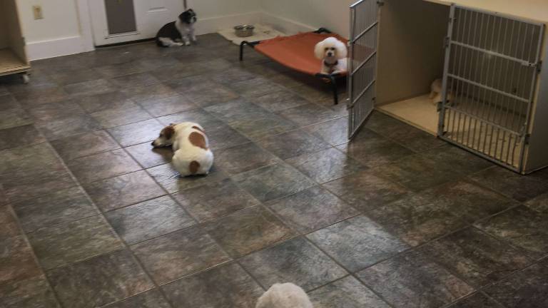 Sussex County dogs getting sick despite vaccines Sussex County dogs getting sick despite vaccines