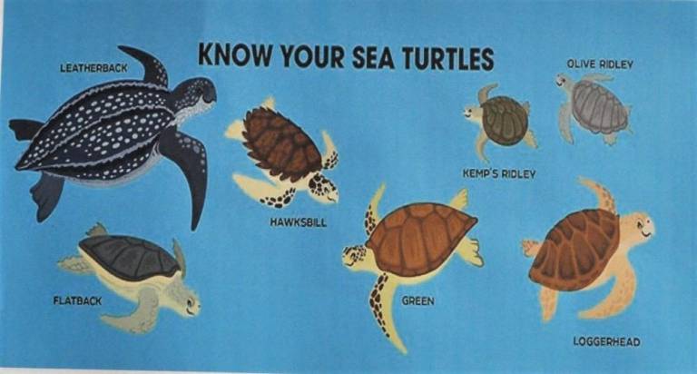 Kittatinny students are learning about sea turtles.