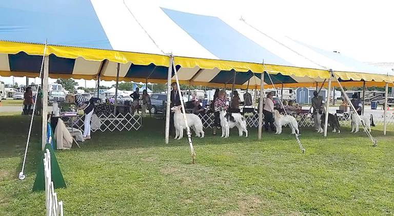 Kennel clubs to host multiple dog shows The Newton Kennel Club dog show participants from 2019.