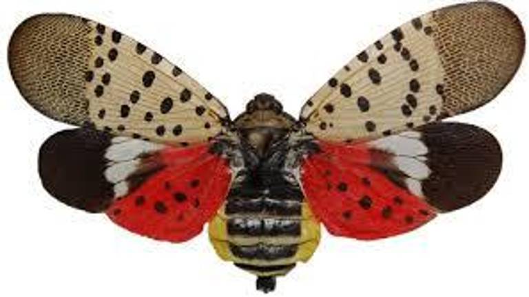 NJ extends Spotted Lanternfly quarantine to eight counties NJ extends Spotted Lanternfly quarantine to eight counties