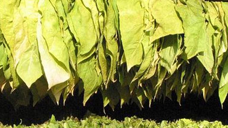 May 31 is World Tobacco Day May 31 is World Tobacco Day