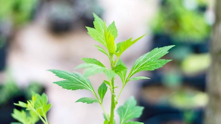 White mugwort, an invastive plant