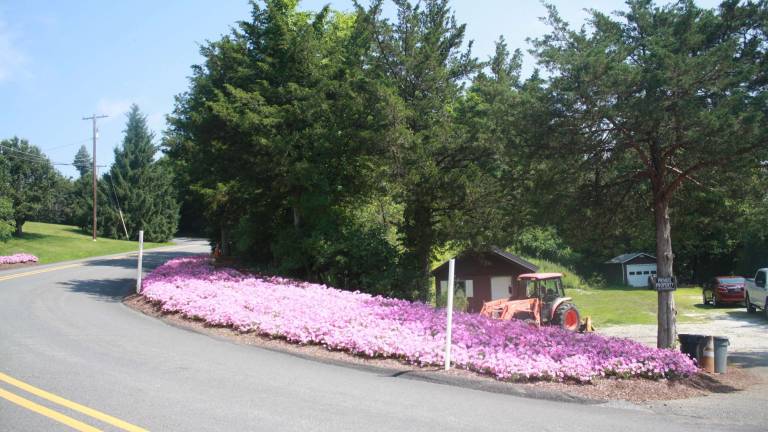 Pretty in pink: Say it with petunias Pretty in pink: Say it with petunias