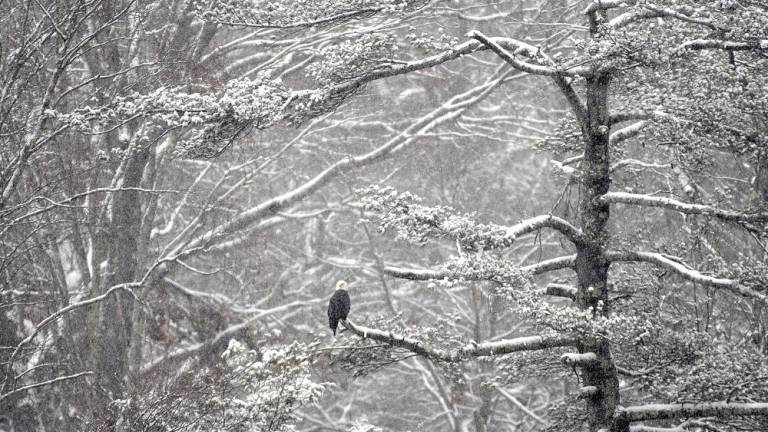 Adult bald eagle photographed during the Feb. 7 Search for Eagles