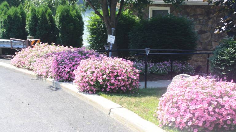 Pretty in pink: Say it with petunias Pretty in pink: Say it with petunias