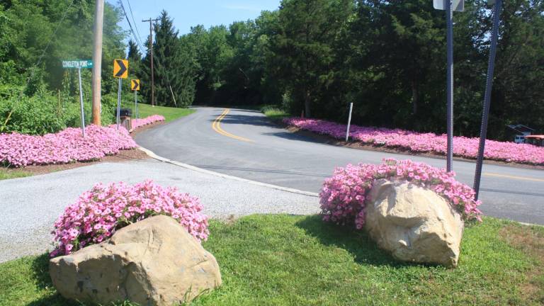 Pretty in pink: Say it with petunias Pretty in pink: Say it with petunias