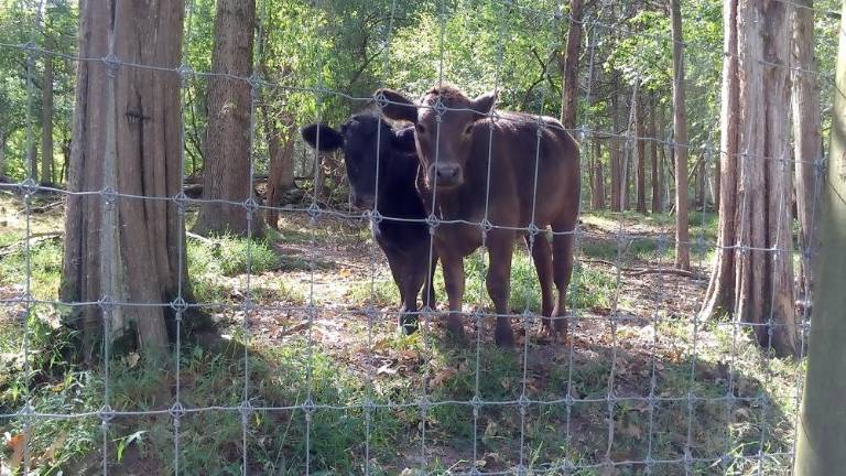 Frelinghuysen Farm is a private paradise for nature lovers