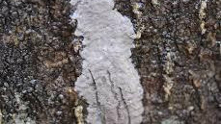 NJ extends Spotted Lanternfly quarantine to eight counties NJ extends Spotted Lanternfly quarantine to eight counties