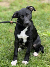 Meet Dahlia