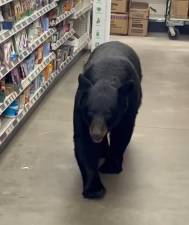 <b>A black bear walks down an aisle inside Dollar General in Vernon on Tuesday, Sept. 16. (Photo by Sean Clarkin)</b>