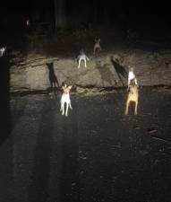 <b>Over 30 dogs were abandoned in multiple Sussex County locations March 16. Photos: NJ State Police Facebook</b>