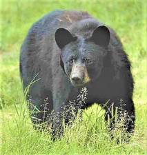 New Jersey plans to reinstate bear hunt