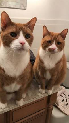 Tigger and Tufts are 17-year-old rescues from BARKS. Photo submitted by Sue Parkes.
