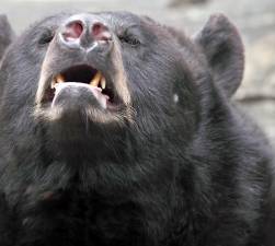 Black bear attacks are “extremely rare” in New Jersey, according to the state’s Fish &amp; Wildlife Division.