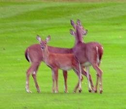 A family of deer observe the play of golfers on the 3rd hole fairway at the 9 n Dine Golf Tournament at the Black Bear GC.