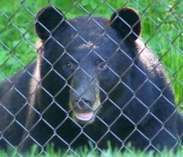 A black bear photographed in Wawayanda State Park. (File photo by Chris Wyman)