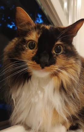 Reader Mary Pat King’s furbaby, Cyndi, was rescued from Eleventh Hour Rescue.