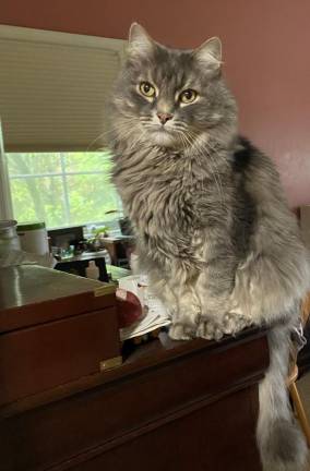 Ashton is a mellow fellow. Submitted by Camille D’Agati.