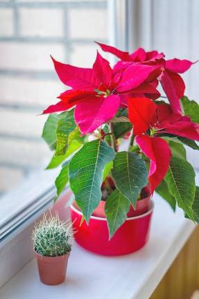 Poinsettia sale to benefit the Kittatinny Players
